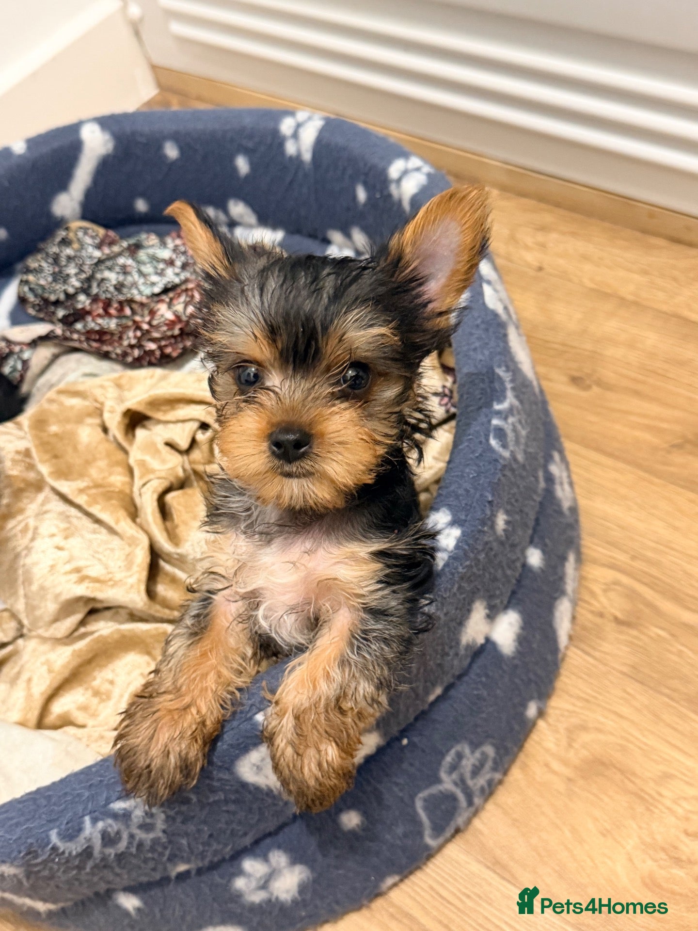 Yorkshire Terrier dogs 9 WEEK-OLD BOY YORKSHIRE TERRIER PUPPY - Advert 1