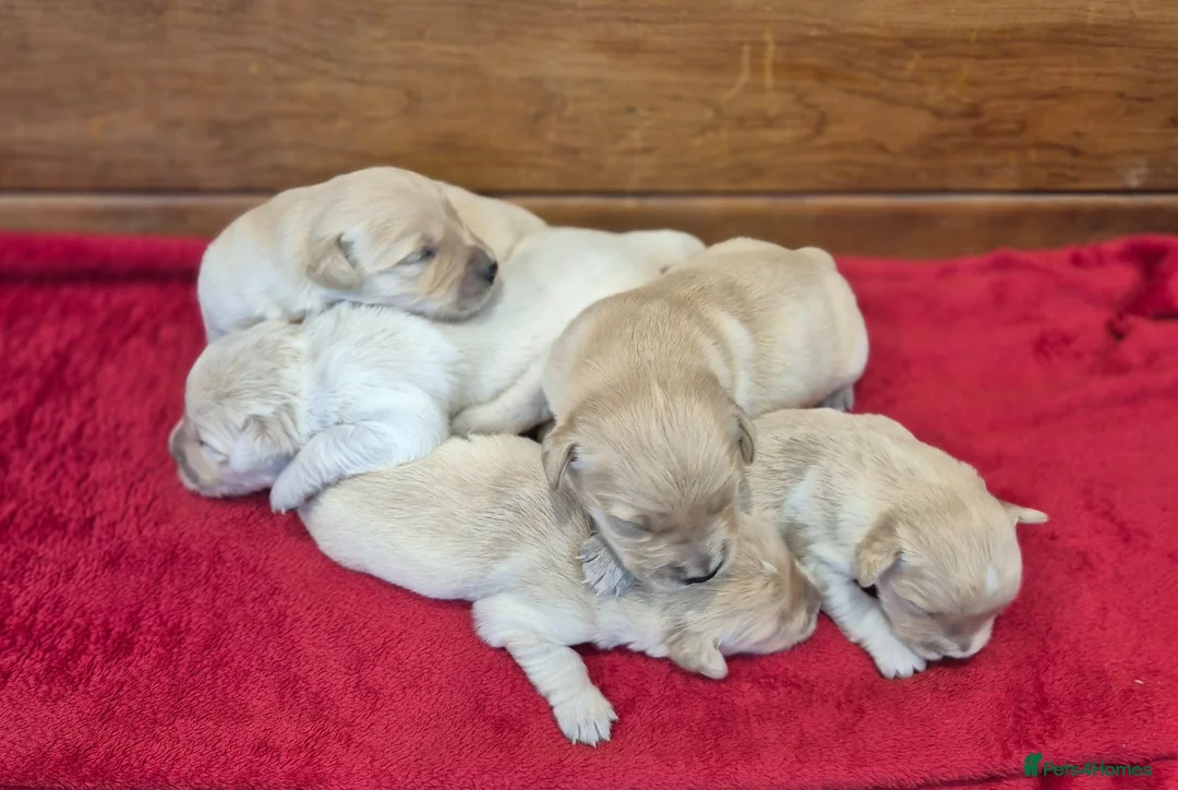 Golden Retriever dogs for sale: KC Registered Golden Retrievers- DNA Health Tested - Advert 2