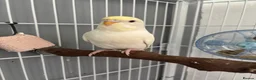 Budgerigars birds for sale: Pair of young female budgies (one is handreared) - Advert 4