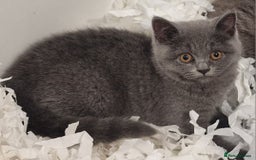 British Shorthair cats for sale: Gorgeous litter British Shorthair kittens  - Image 4