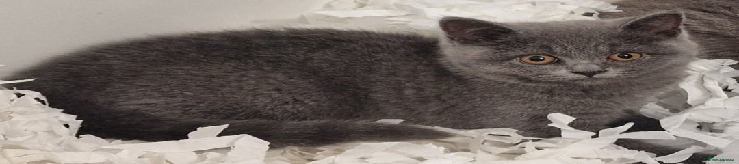 British Shorthair Kitten 3