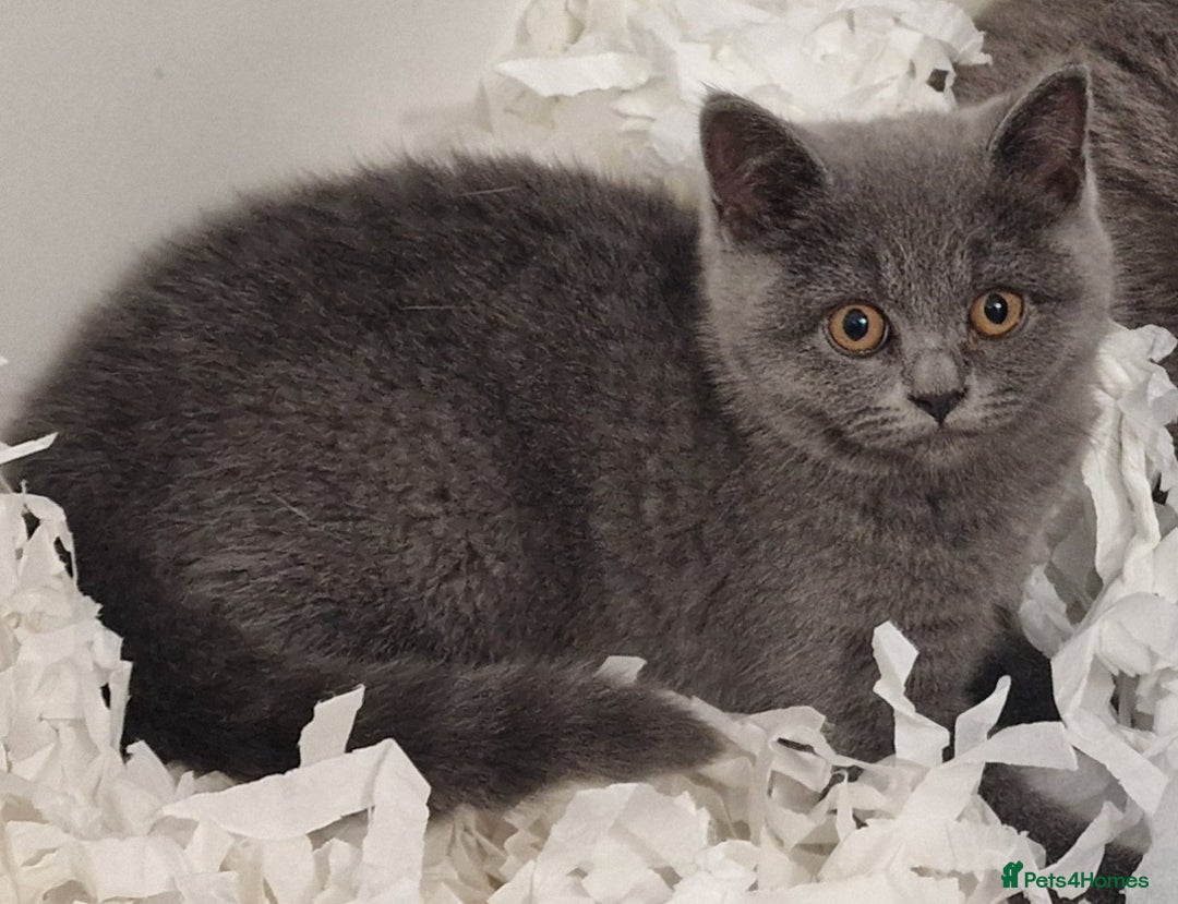 British Shorthair cats for sale: Gorgeous litter British Shorthair kittens  - Image 4