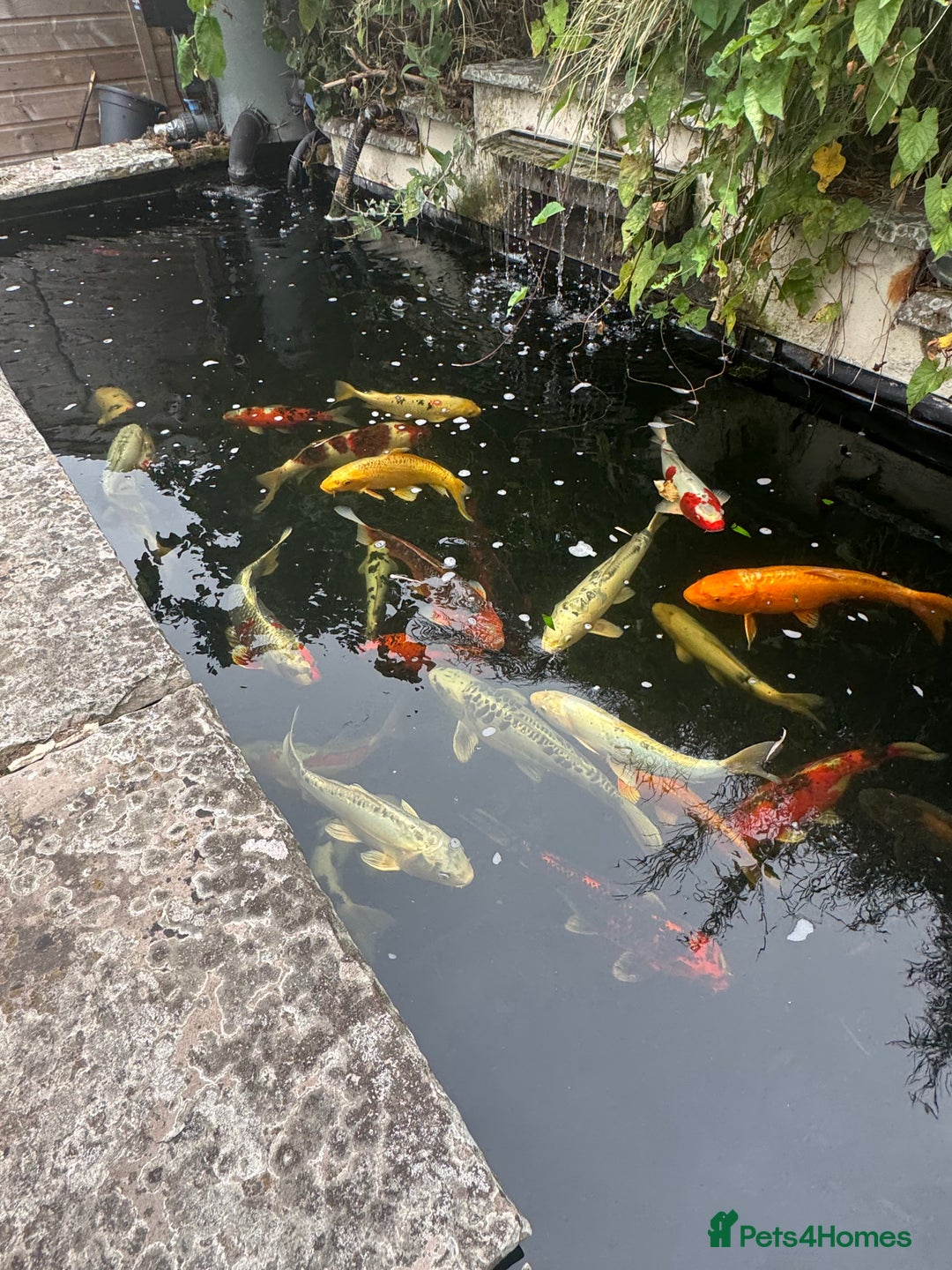 Koi Carp fish for sale: Complete Koi carp set up for sale - Image 2