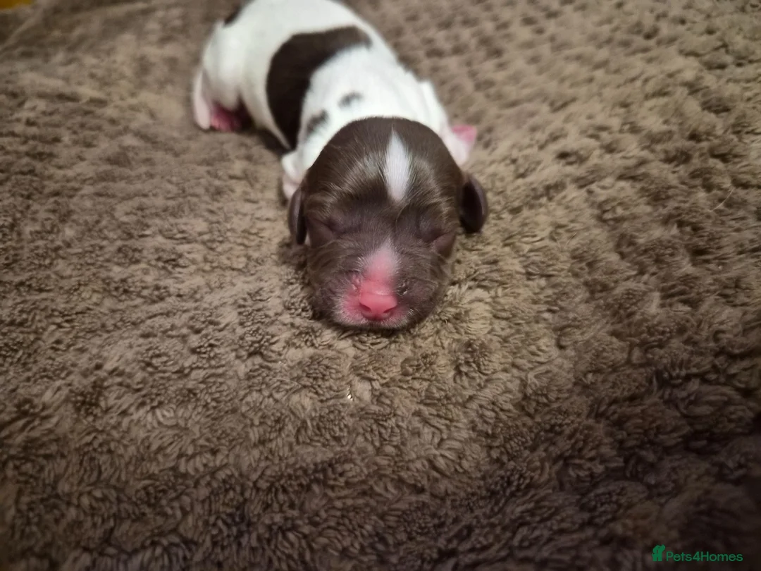 English Springer Spaniel dogs for sale: KC registered English Springer Spaniels - Advert 32