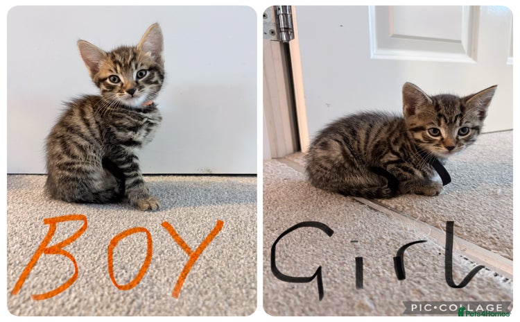 Mixed Breed cats - Advert 3
