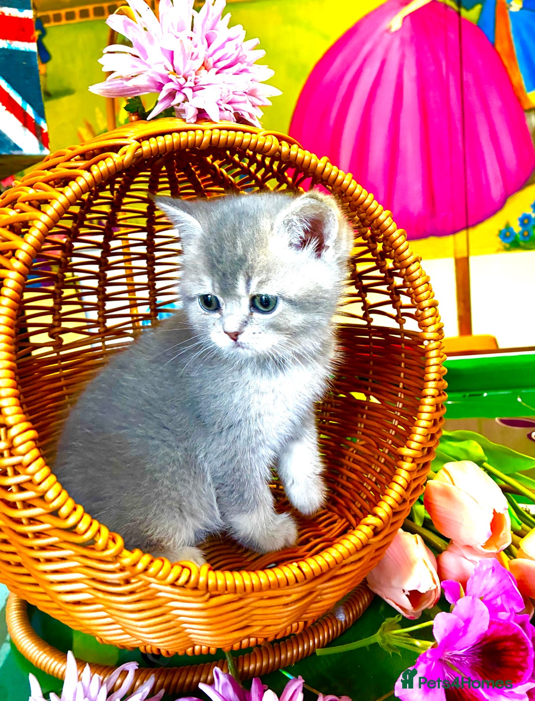 Scottish Fold cats for sale: 5 Scottish Fold Kittens for sale - Advert 6