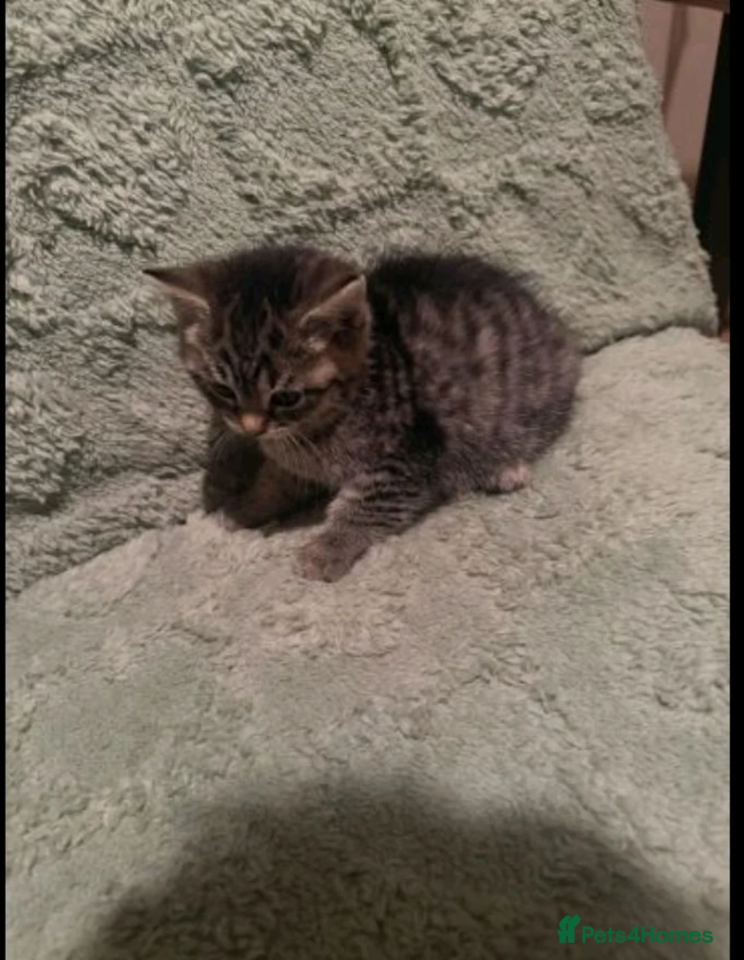 Mixed Breed cats for sale: Adorable kittens sale - Advert 5