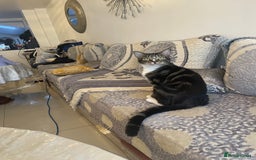 British Shorthair cats for sale: Two Beautiful Loving Male Cats  - Advert 5