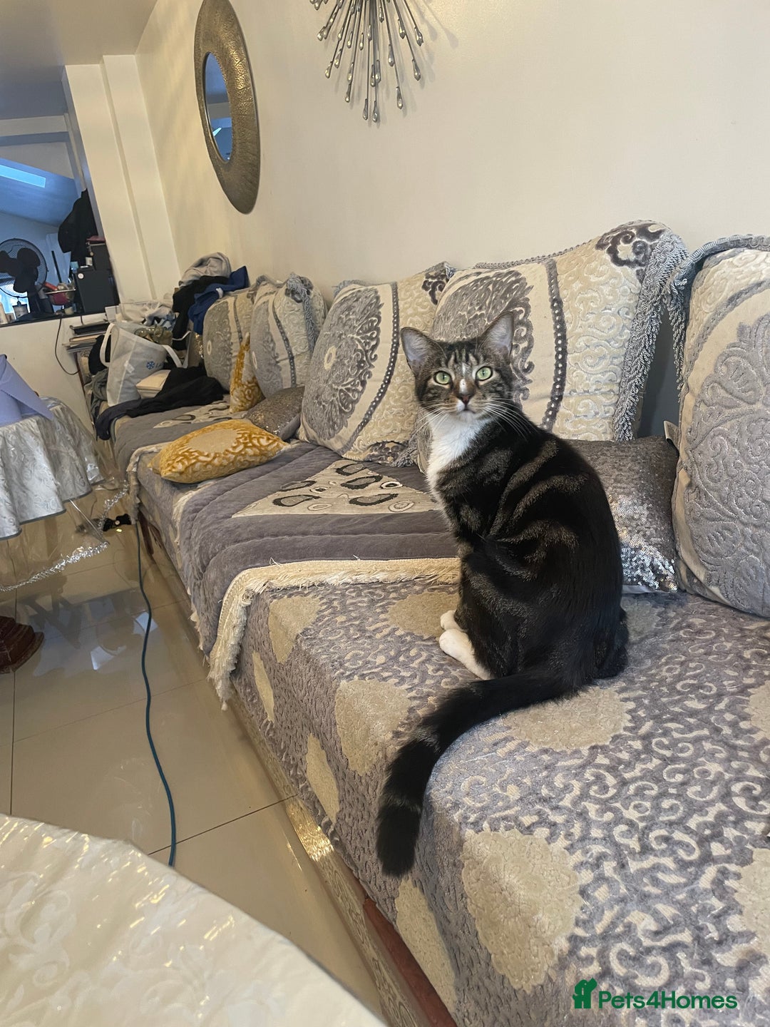 British Shorthair cats for sale: Two Beautiful Loving Male Cats  - Advert 5