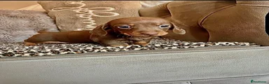 Miniature Dachshund 1