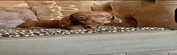 Miniature Dachshund dogs for sale: 2 female mini dachshunds  - Advert 2