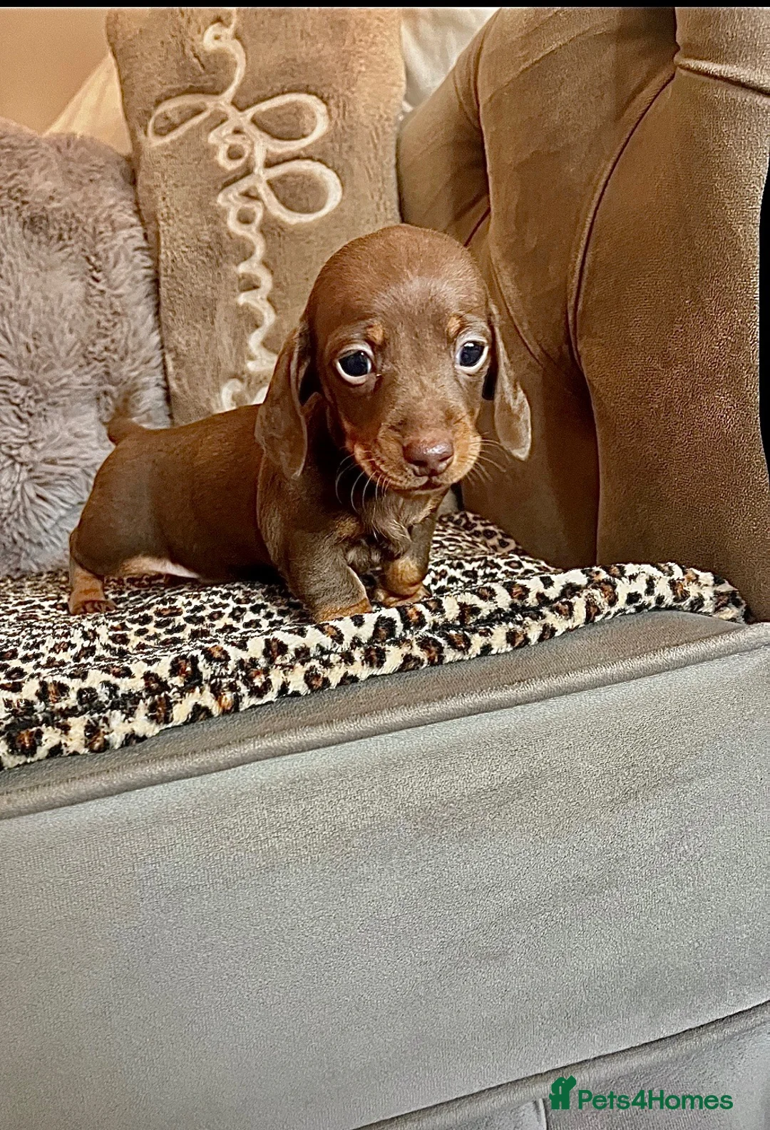 Miniature Dachshund dogs for sale: 2 female mini dachshunds  - Advert 2