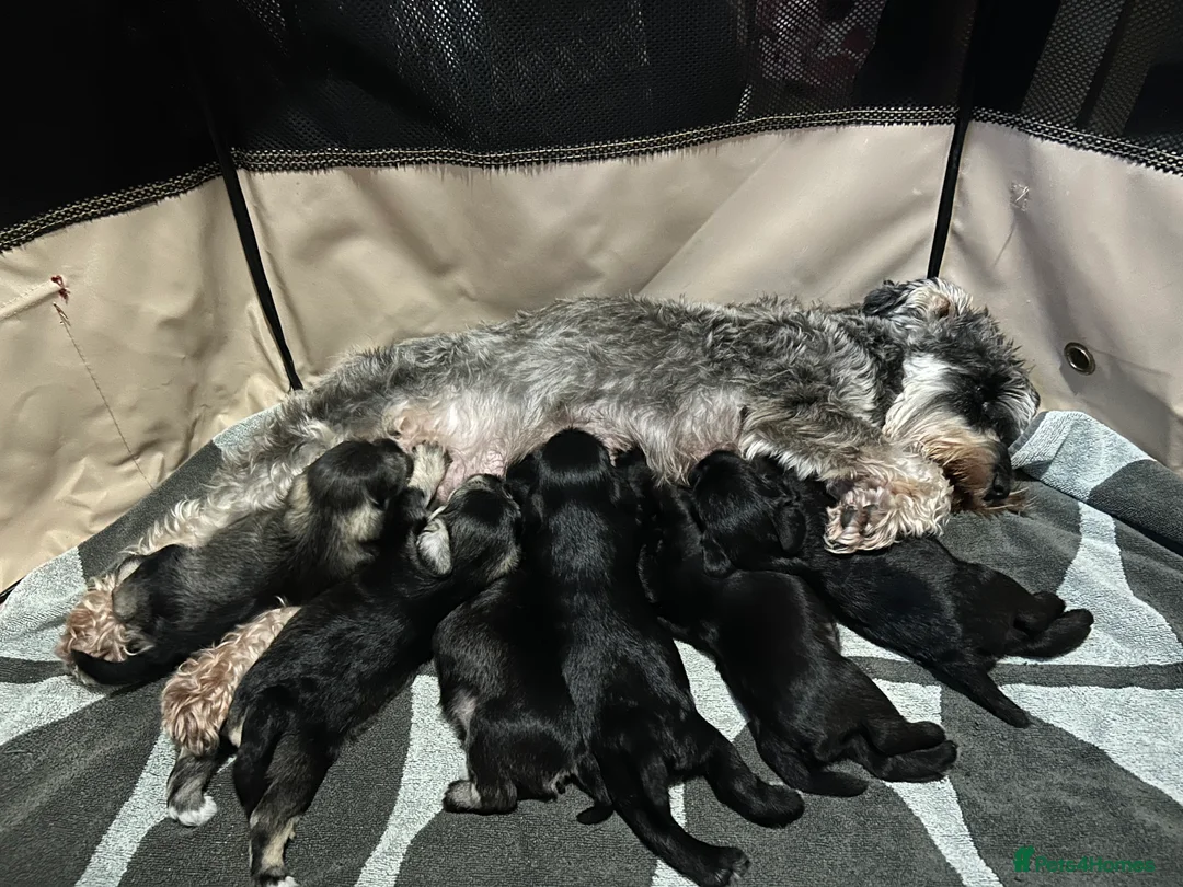 Miniature Schnauzer dogs for sale: Pedigree Miniature Schnauzers in Nottingham - Advert 18