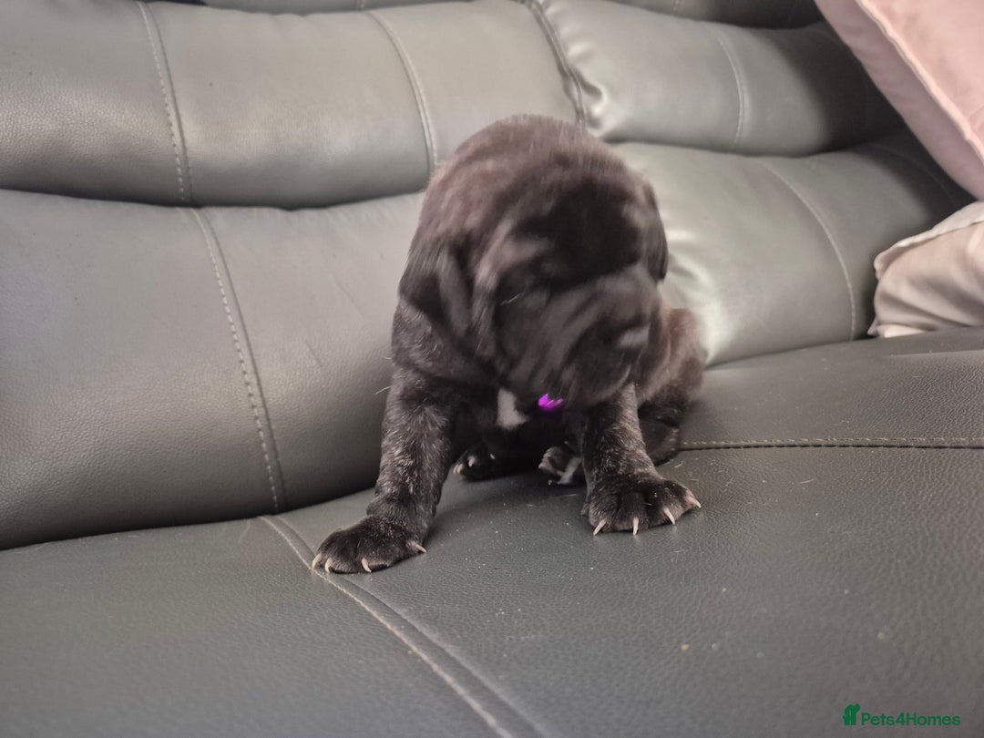 Staffordshire Bull Terrier dogs for sale: 2 female staffies  - Image 9