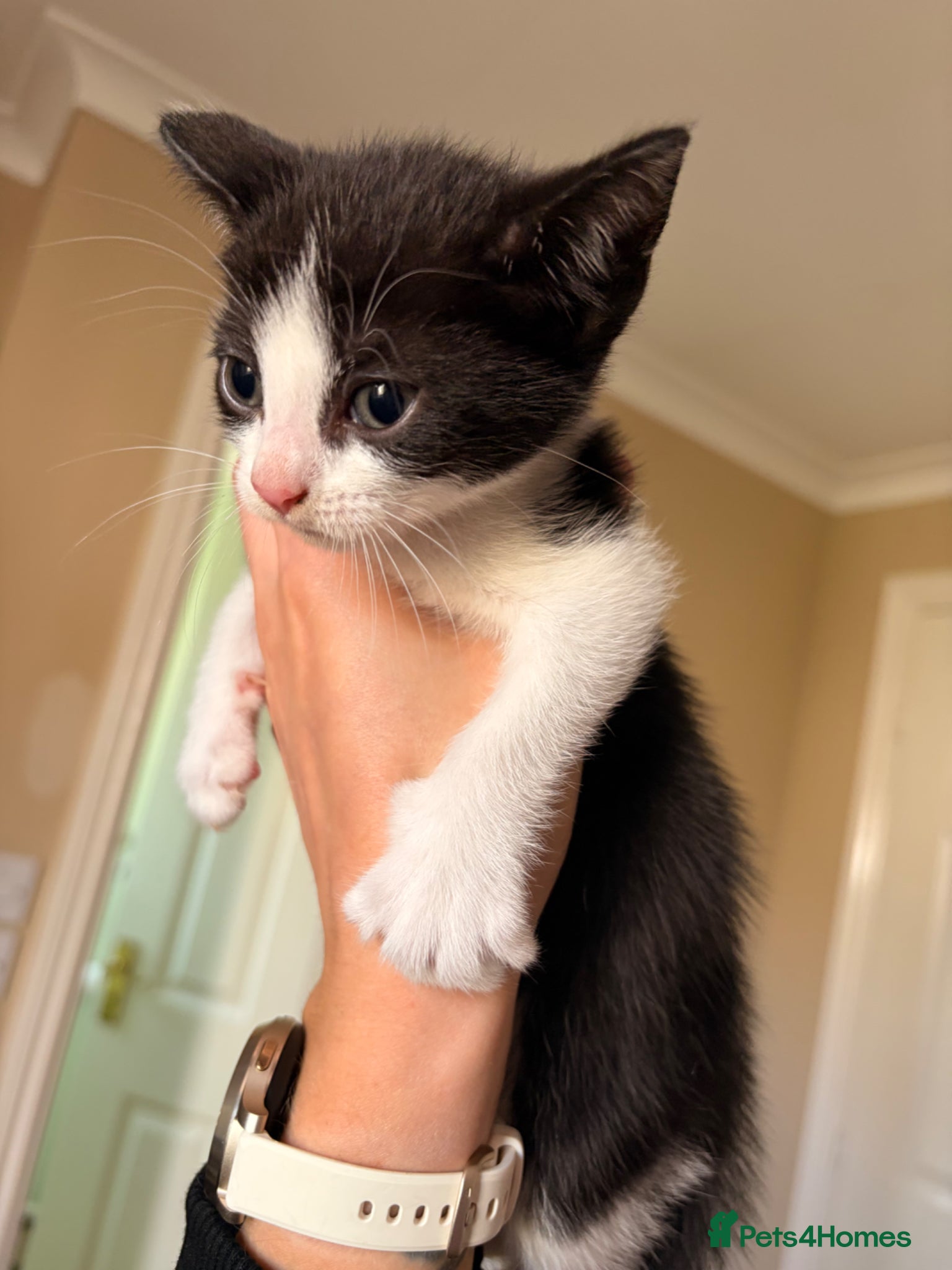Mixed Breed cats for sale: Beautiful Russian Blue Cross/Snowshoe-Type Kittens - Advert 2