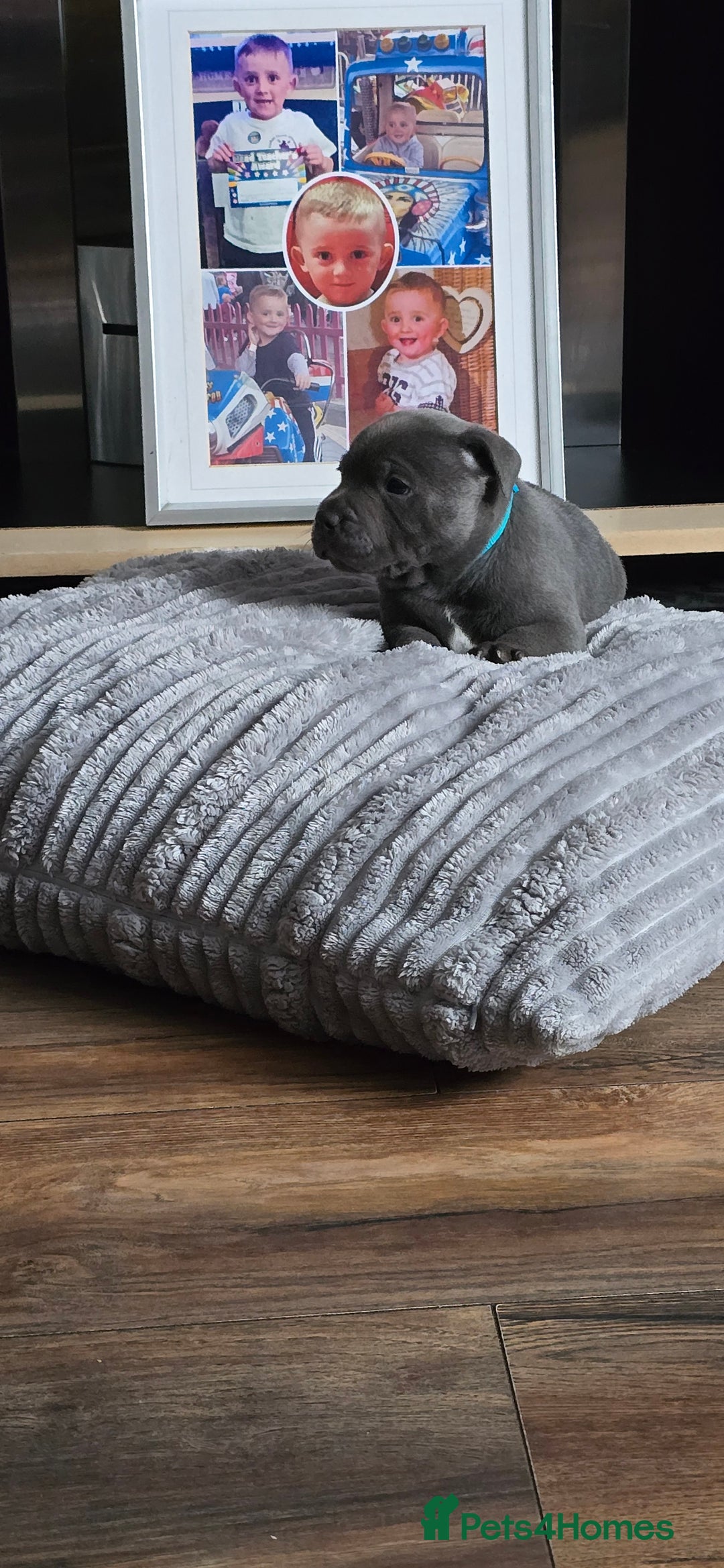 Staffordshire Bull Terrier dogs for sale: 4 beutiful blue staffies dad and mum kc  - Advert 18