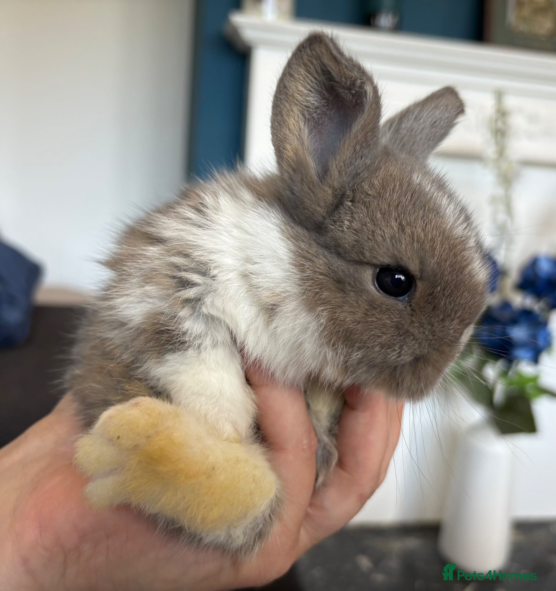 Mini Lop rabbits Pure bred mini lop bunnies - Advert 10