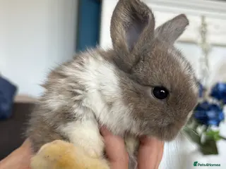 Mini Lop rabbits Pure bred mini lop bunnies - Advert 10