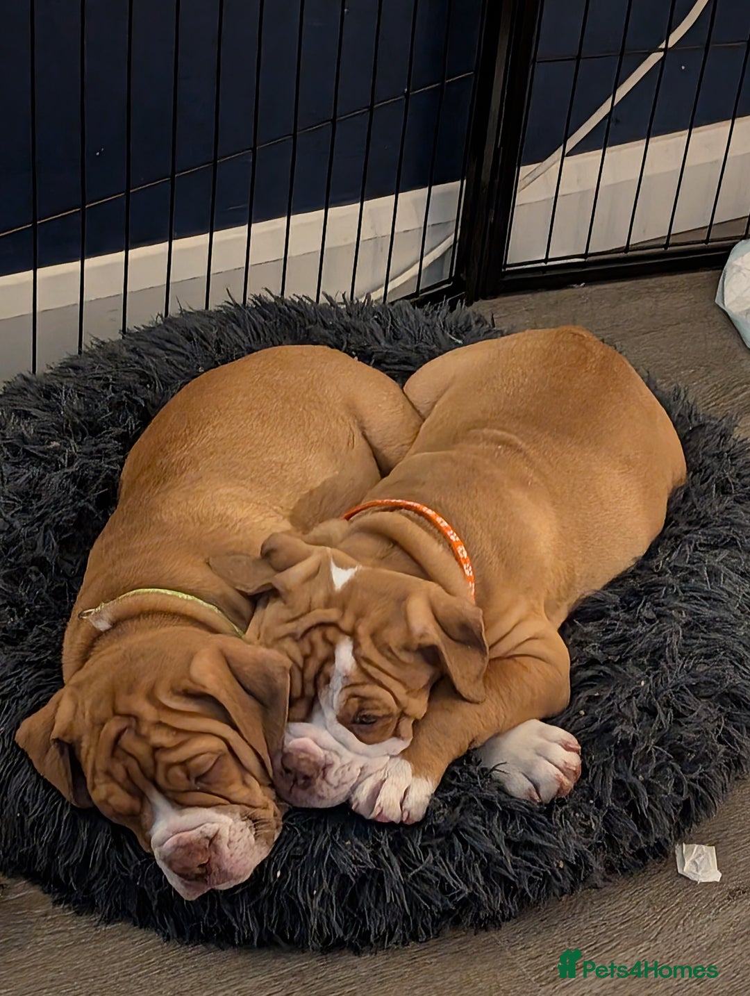 Olde English Bulldogge dogs for sale: 2 females left! - OEB Puppies NEBBR ✅ 3rd Gen - Image 25