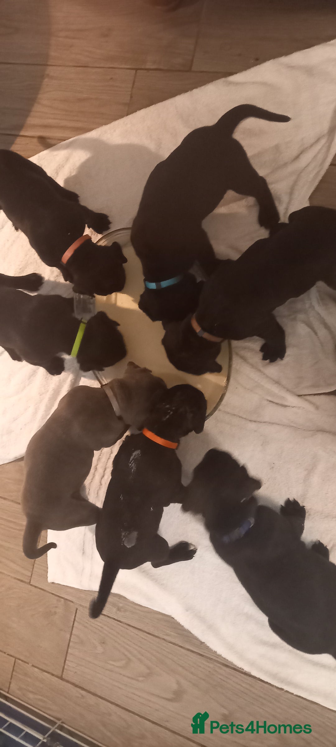 Cane Corso dogs for sale: ONE & ONLY UK LITTER DEL DYRIUM BLOOD LINES  🖤  - Advert 38