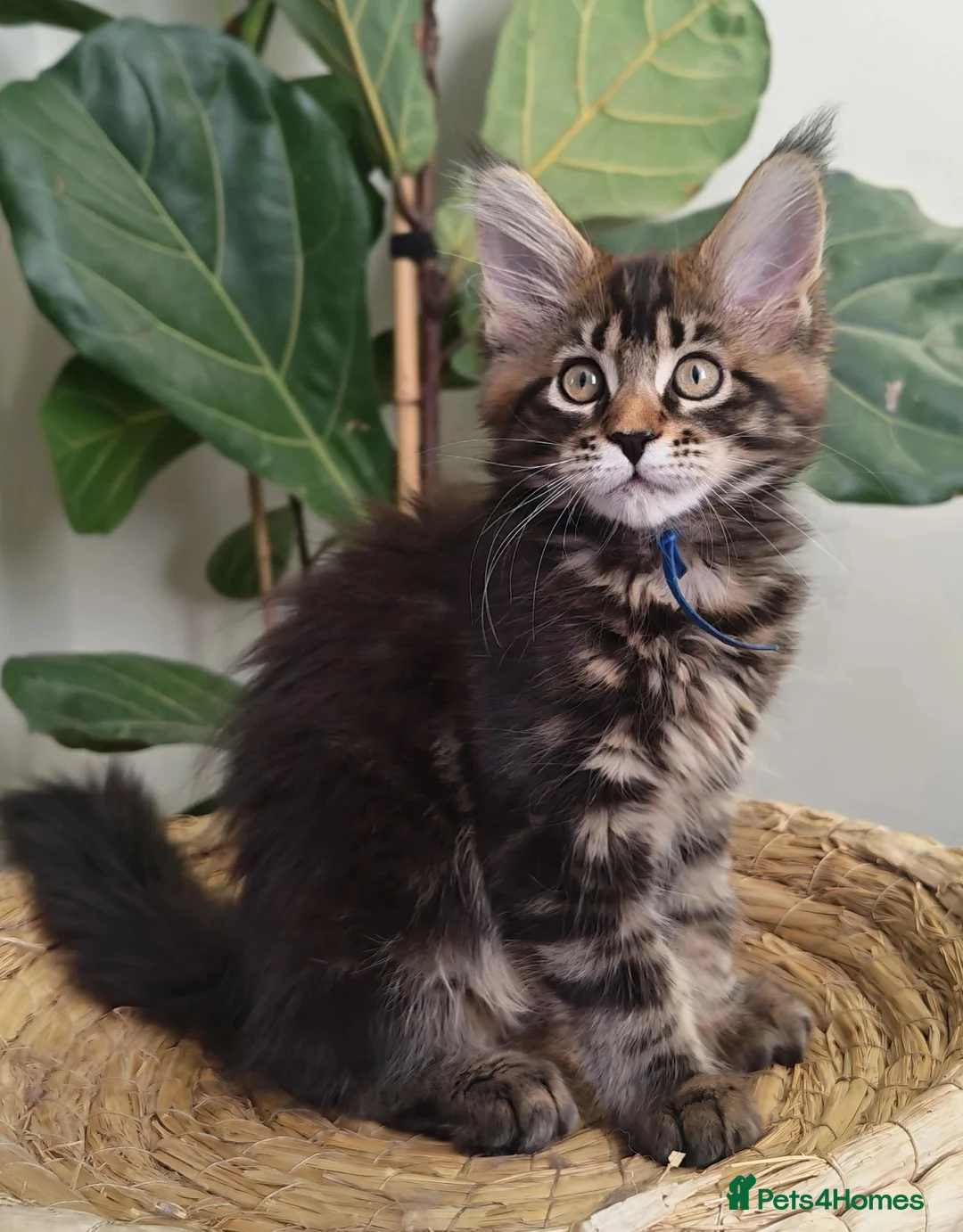 Maine Coon cats for sale: Exceptional XL Maine coons ⭐READY TO LEAVE⭐ - Advert 2