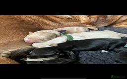Mixed Breed dogs for sale: Mixed breed Labrador puppies  - Image 6
