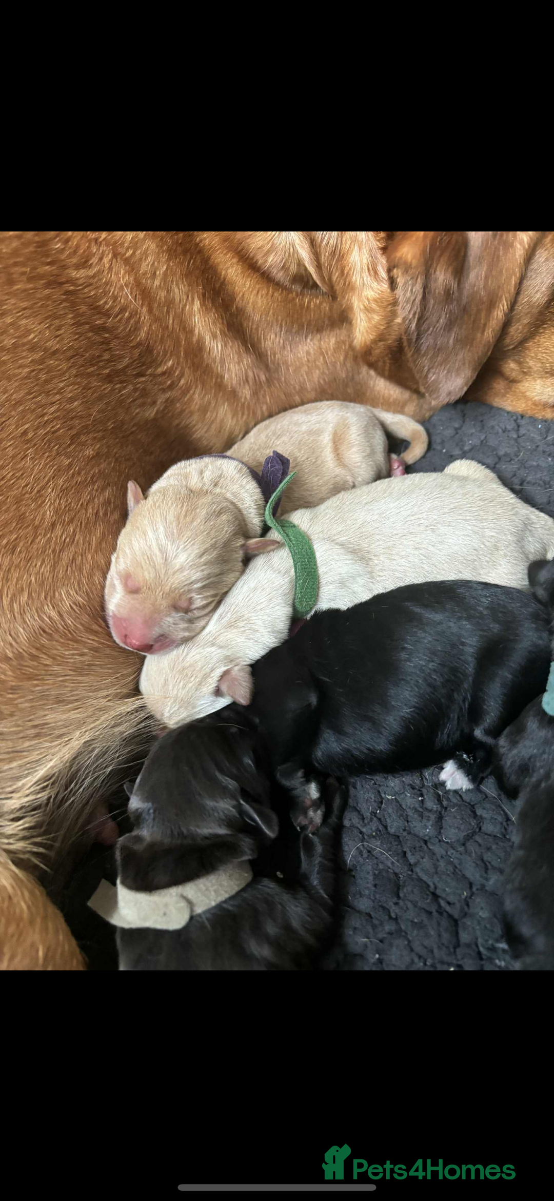 Mixed Breed dogs for sale: Mixed breed Labrador puppies  - Image 6