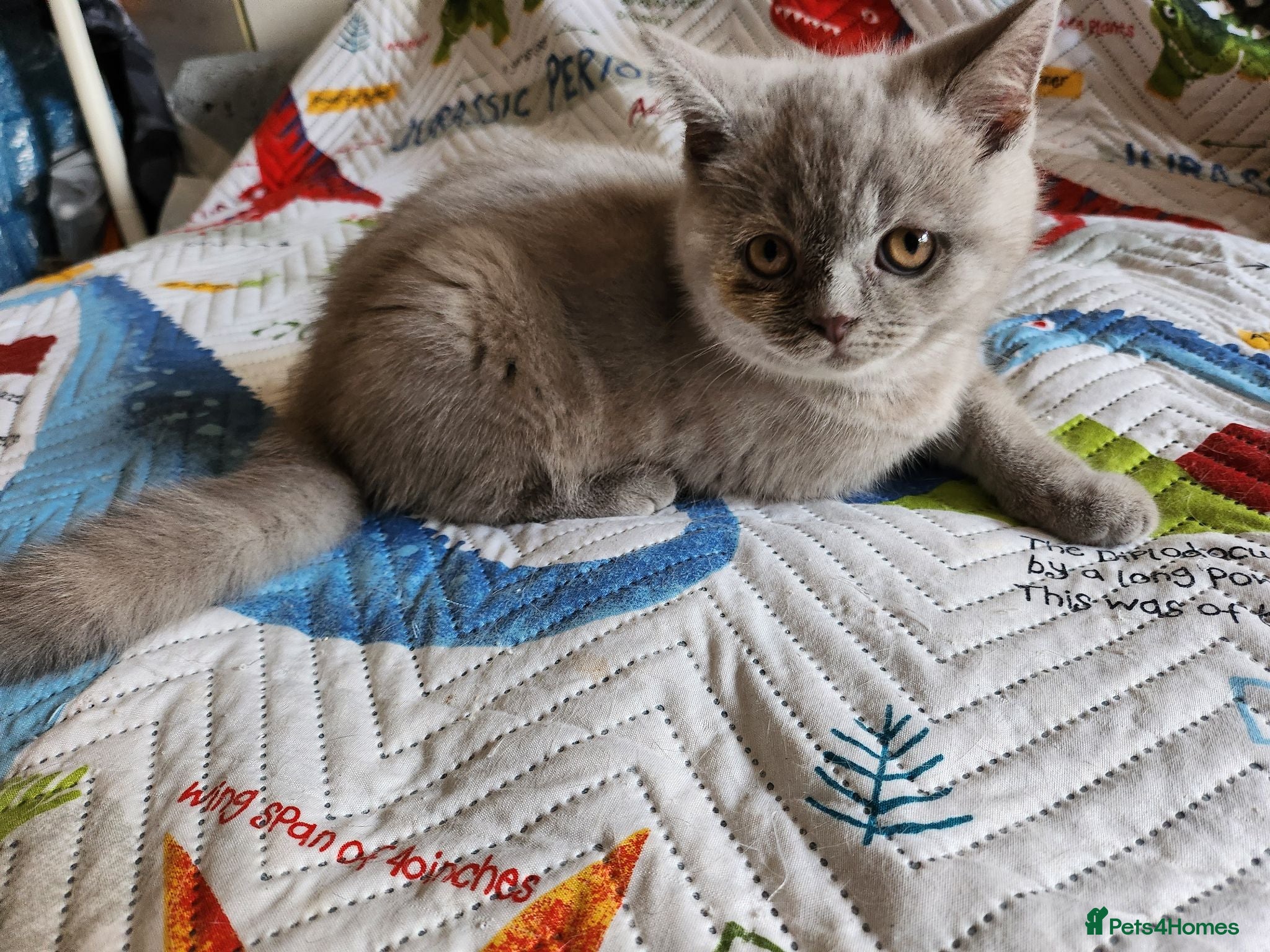 British Shorthair cats Brithis shorthair lilac girl  hurry last one - Advert 1