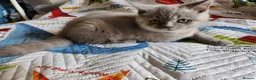British Shorthair cats for sale: Brithis shorthair lilac girl  hurry last one - Advert 4