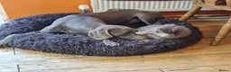Weimaraner dogs for sale: Weimaraner KC REGISTERED 1yr Girl.  - Advert 2
