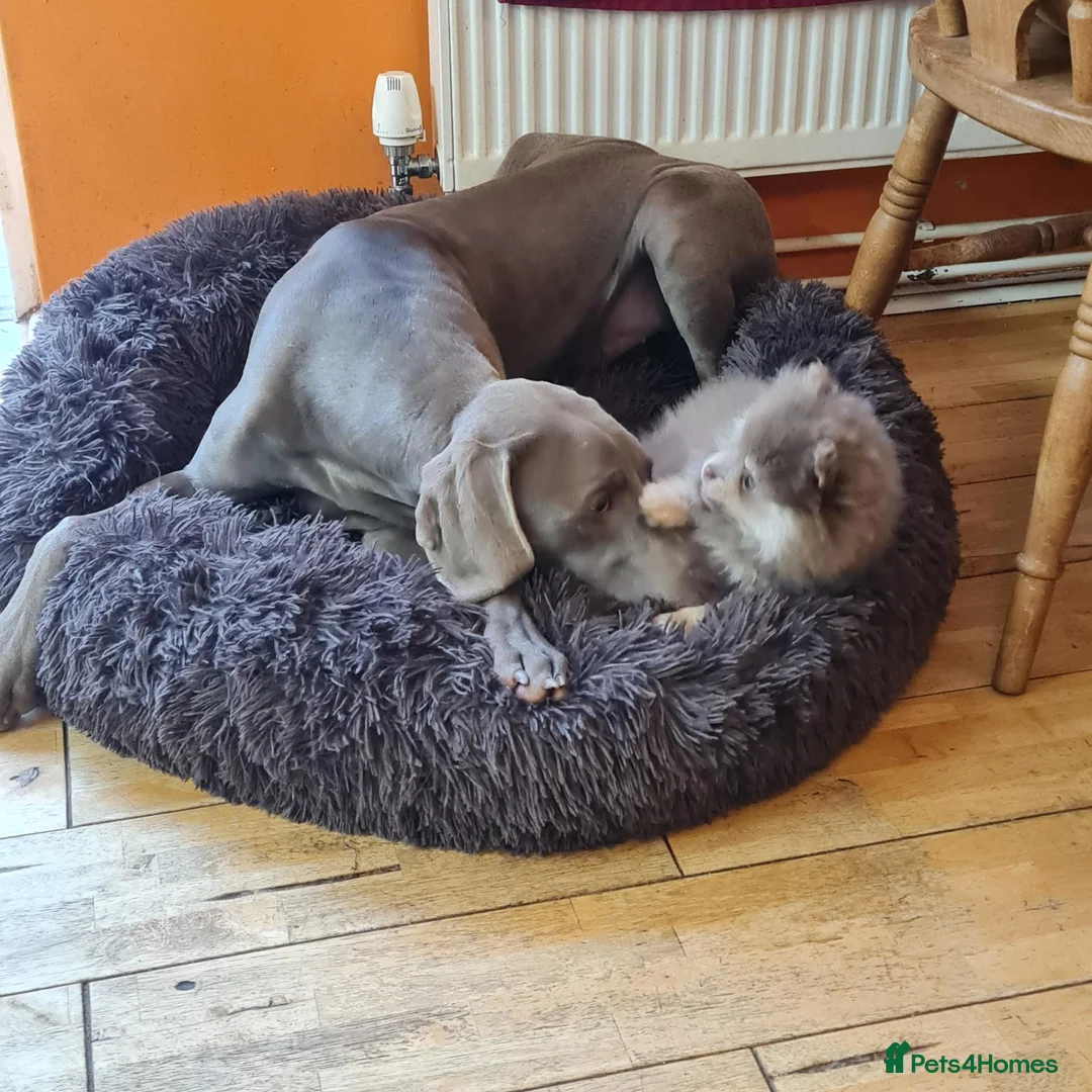 Weimaraner dogs for sale: Weimaraner KC REGISTERED 1yr Girl.  - Advert 2