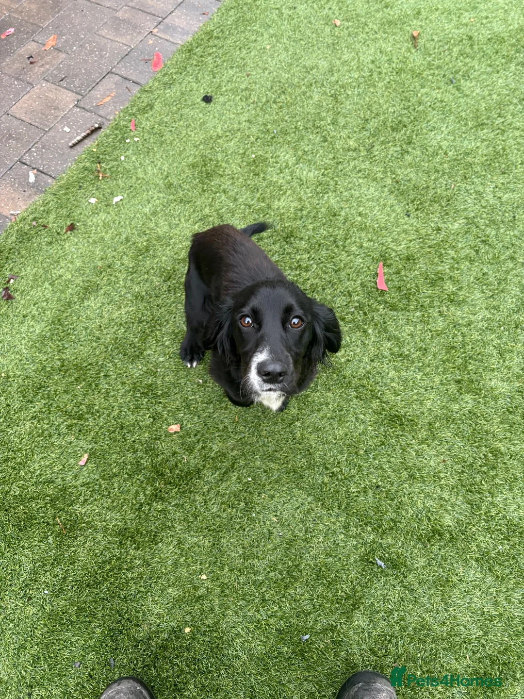 Cocker Spaniel dogs for sale: Working cocker spaniel - Advert 2