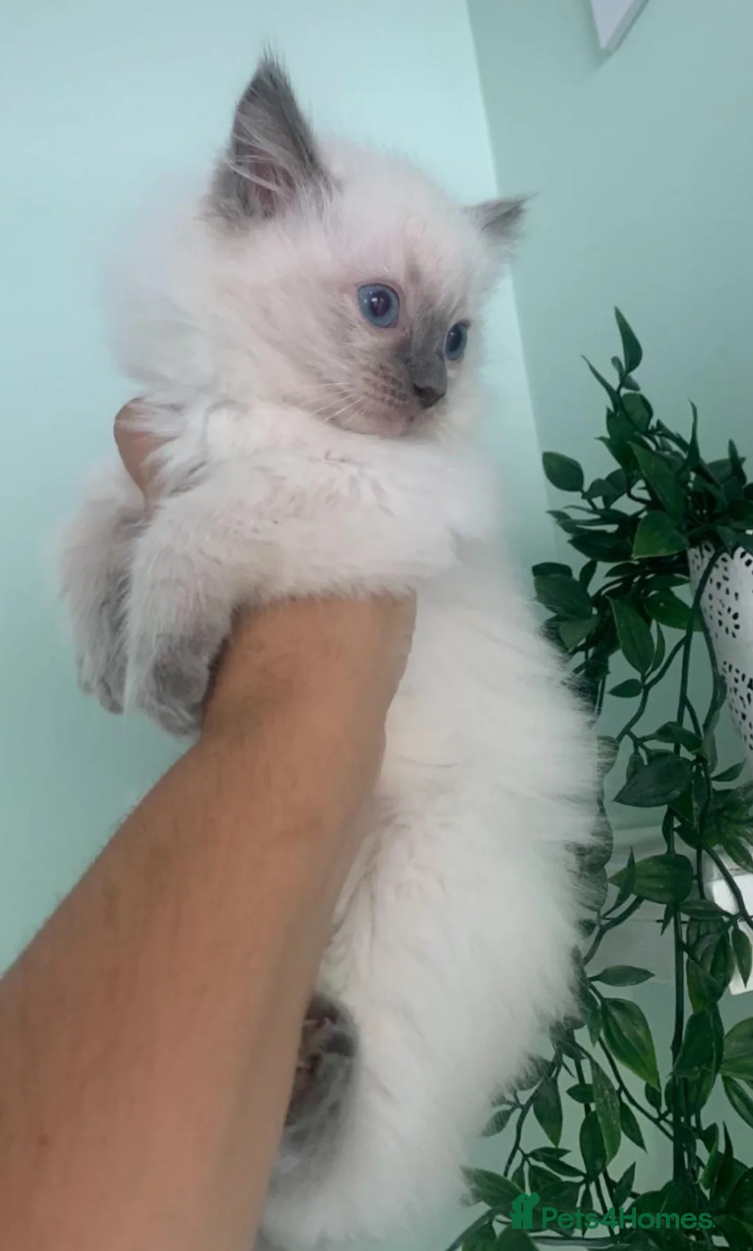 Ragdoll cats for stud: LARGE PROVEN STUD (bluepoint) RAGDOLL in Brighouse - Advert 6