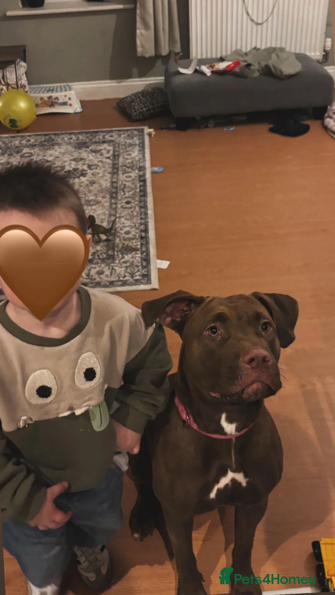 Mixed Breed dogs for sale: Staff x Lab  - Advert 3