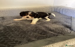 Cavalier King Charles Spaniel dogs for sale: Cavalier King Charles puppies  - Image 10
