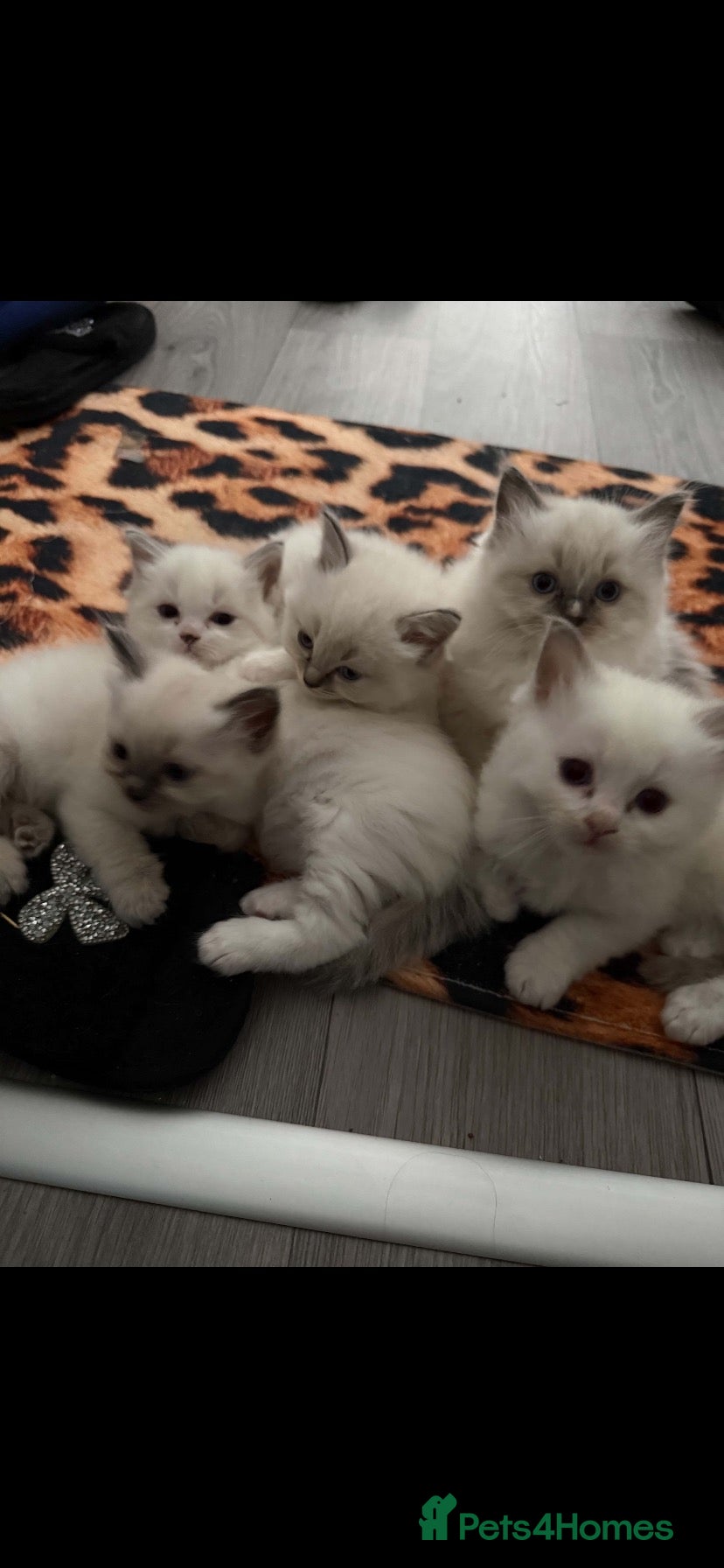 Ragdoll cats for sale: Ragdoll kitten  - Advert 1
