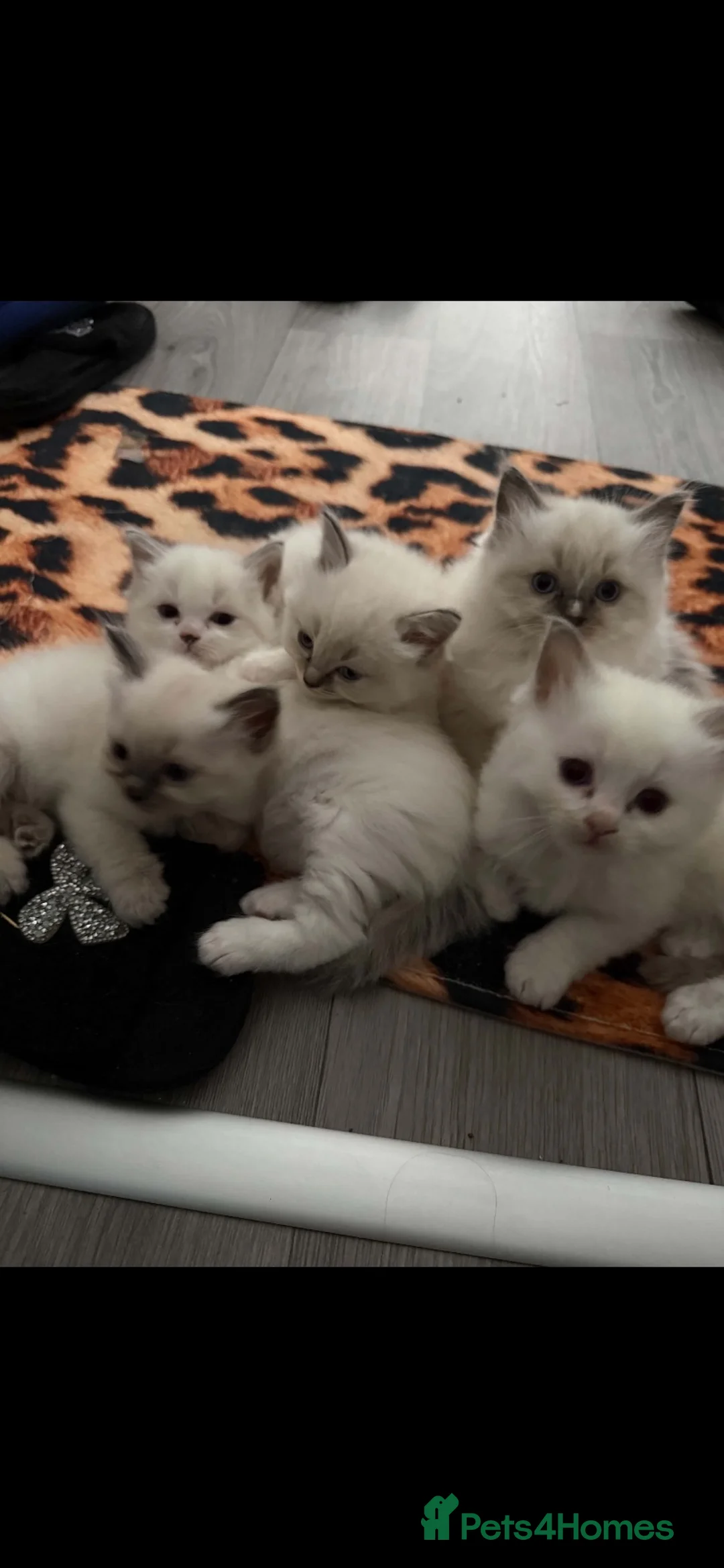 Ragdoll cats for sale: Ragdoll kitten  - Advert 1