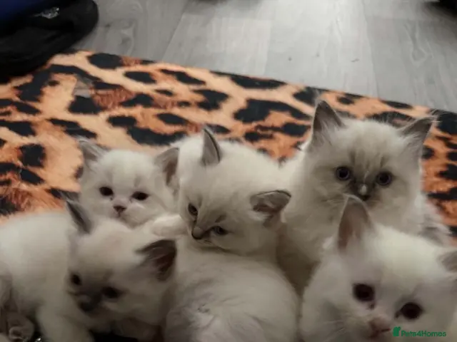 Ragdoll cats for sale: Ragdoll kitten - Advert 1