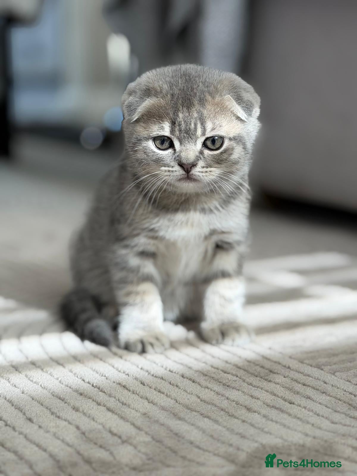 Scottish Fold cats Scottish Fold & Straight Kittens – Ready Now - Advert 10