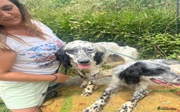 English Setter dogs for adoption: Floss - Image 5