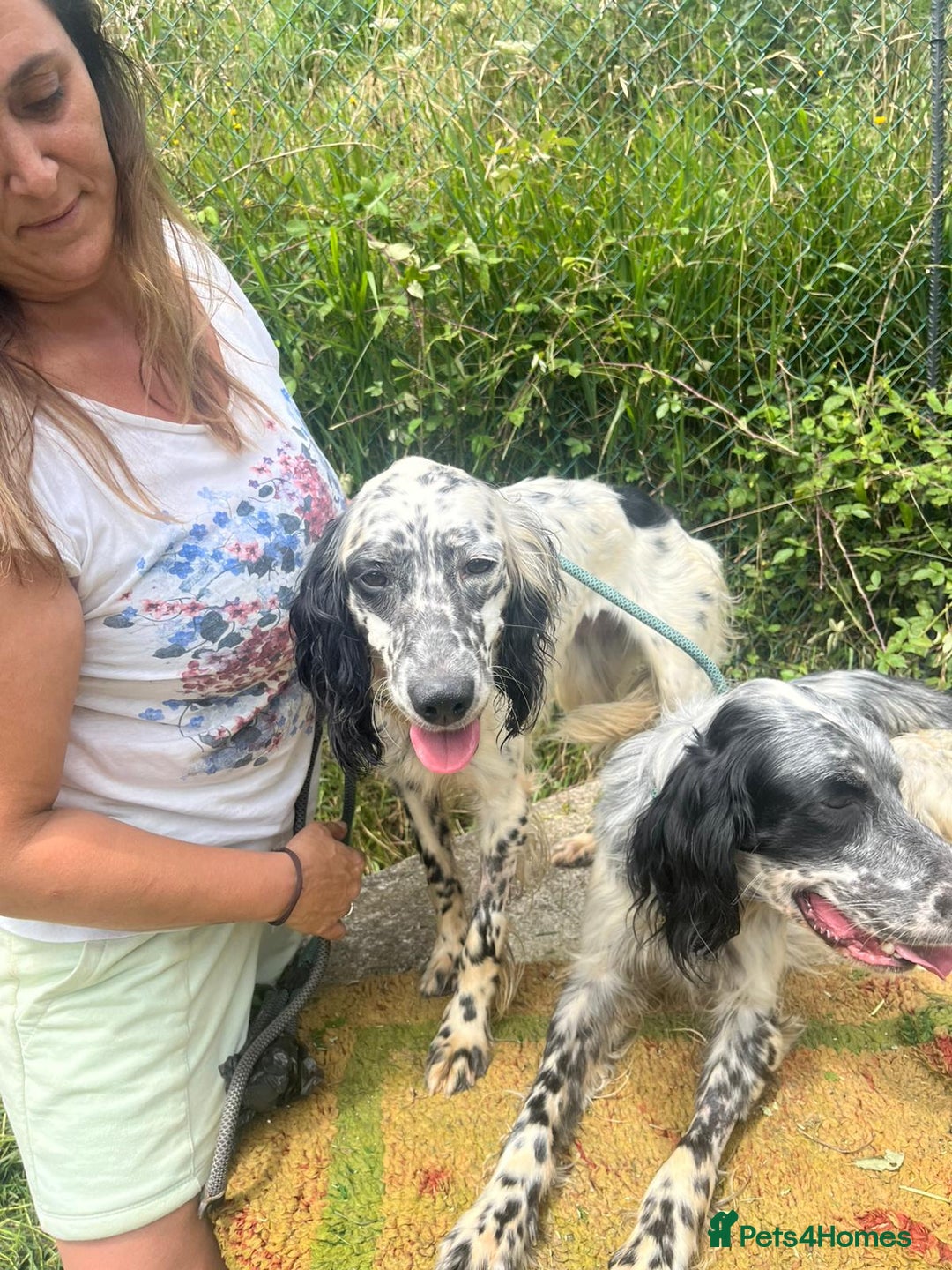 English Setter dogs for adoption: Floss - Image 5