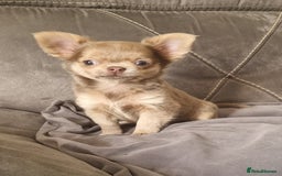 Chihuahua dogs for sale: READY NOW KC Reg Chihuahua boy longhair - Image 5