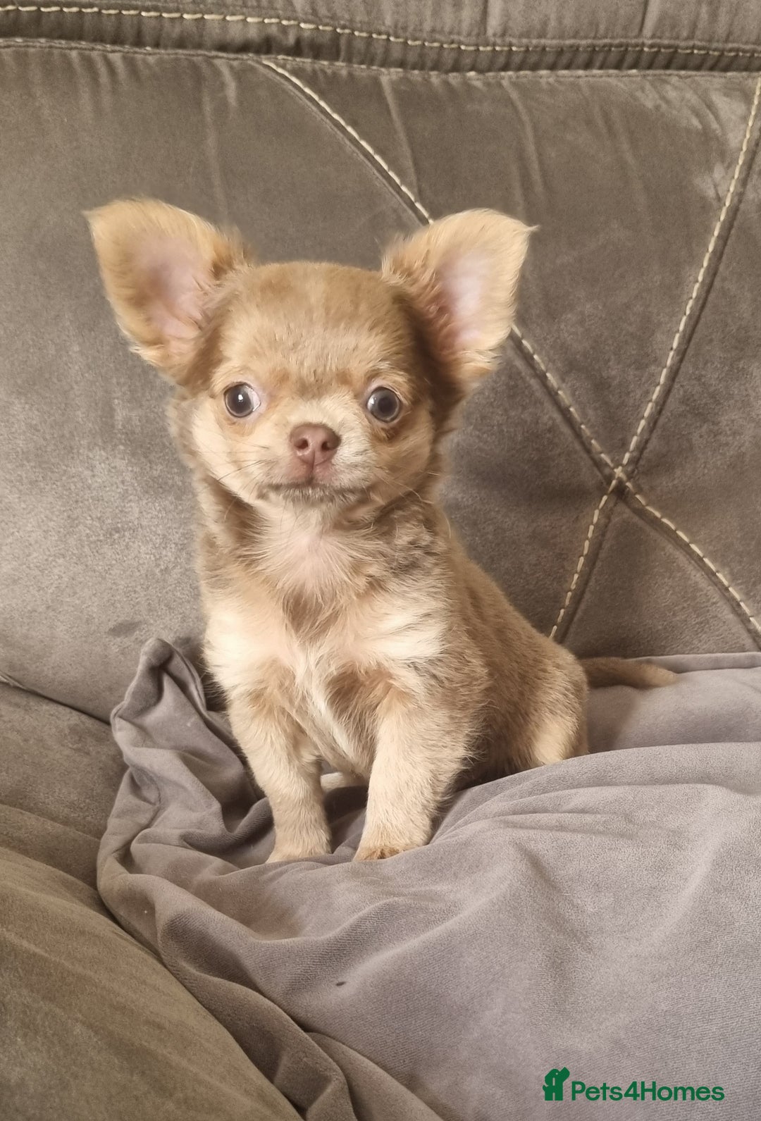 Chihuahua dogs for sale: READY NOW KC Reg Chihuahua boy longhair - Image 5