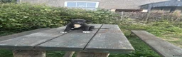 Mixed Breed dogs for sale: 2 gorgeous black and white boys left!! - Advert 8