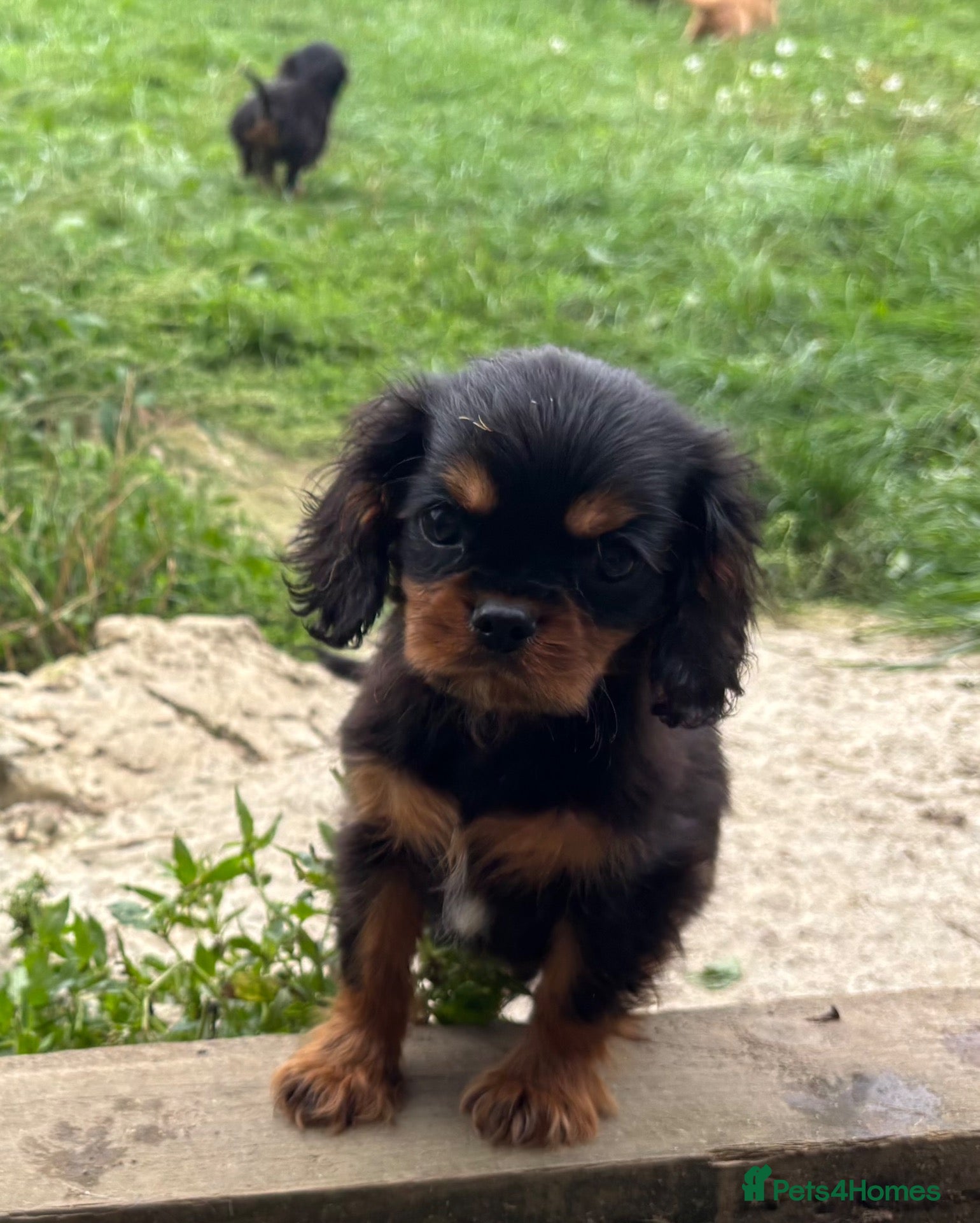 Cavalier King Charles Spaniel dogs Beautiful Cavalier King Charles Spaniel Puppies  - Advert 2