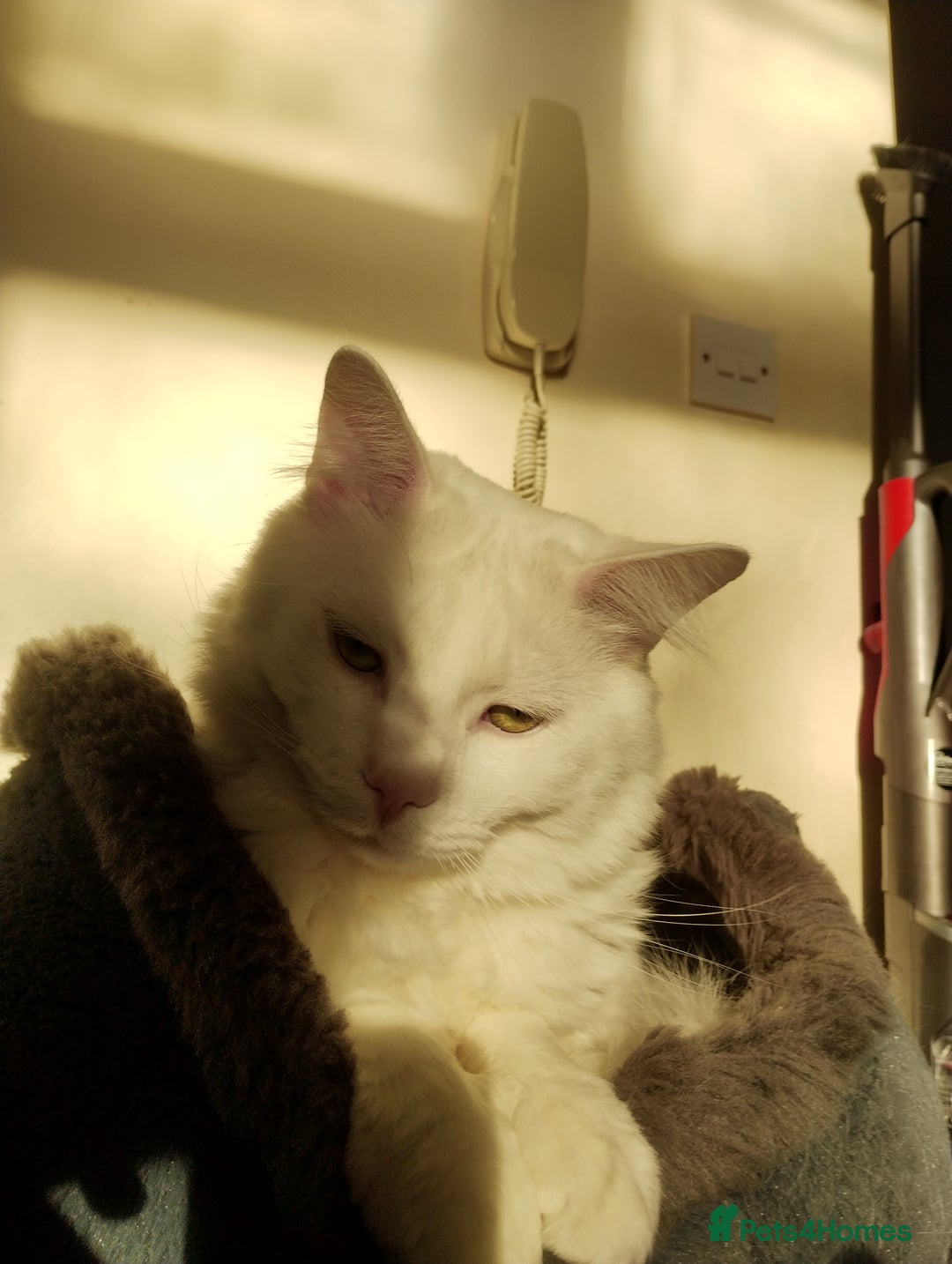 Turkish Angora cats for sale: 1 WHITE TURKISH ANGORA BOY - Advert 3