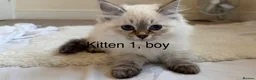 Siberian cats for sale: Beautiful Blue-Eyed Siberian Kittens - Advert 3