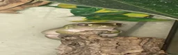 Frog reptiles for sale: Whites Tree Frog With Full Bioactive Vivarium in Clacton-on-Sea - Advert 11