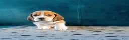 Beagle dogs for sale: Adorable Beagle Puppies for Sale - Advert 13