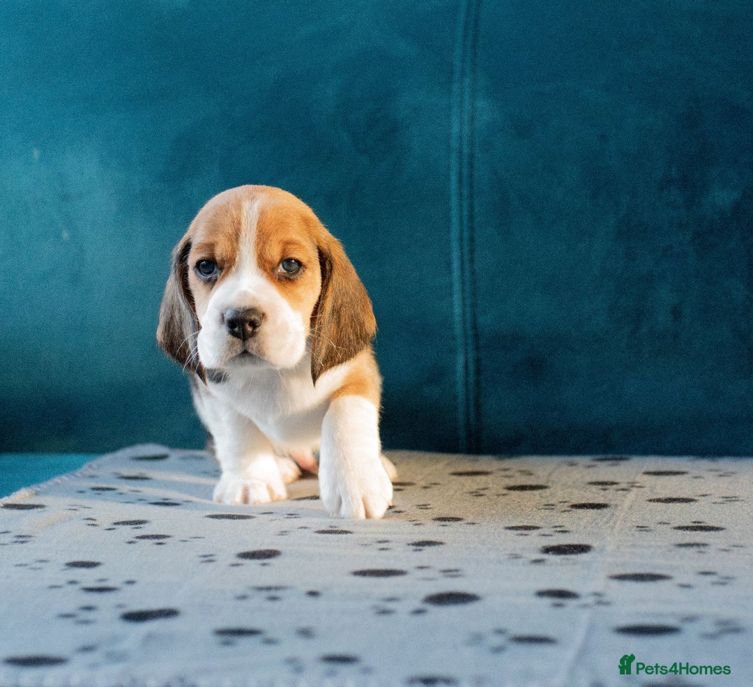 Beagle dogs for sale: Adorable Beagle Puppies for Sale - Advert 13